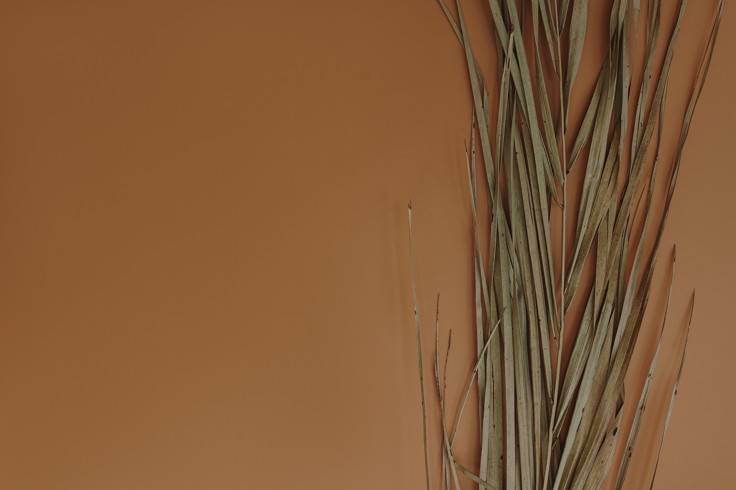 Dried Palm Leaves Flatlay